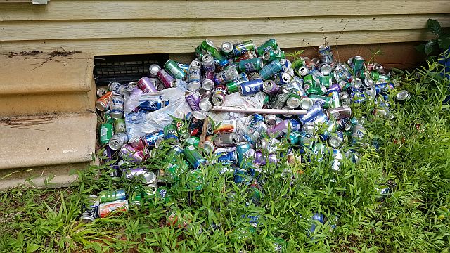 photo of good mosquito breeding habitat