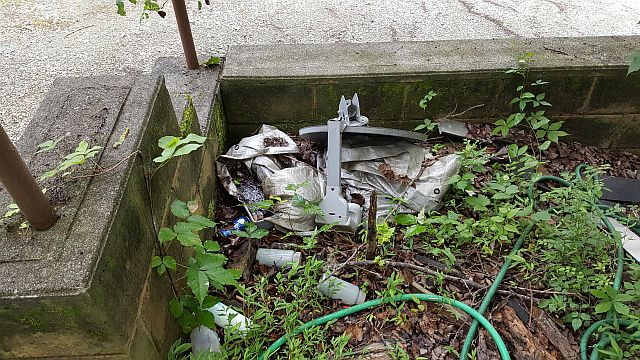 photo of good mosquito breeding habitat