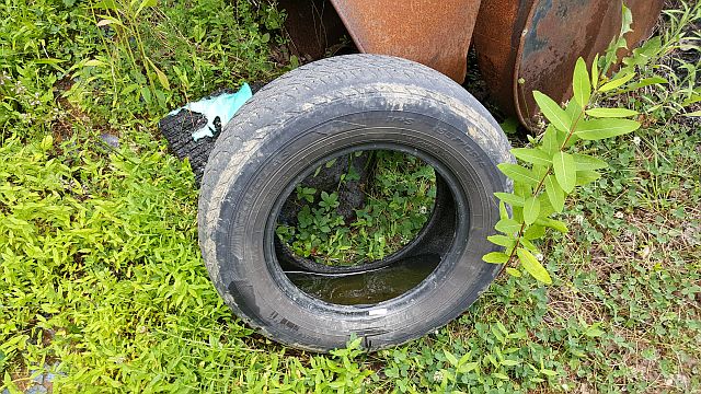 photo of good mosquito breeding habitat