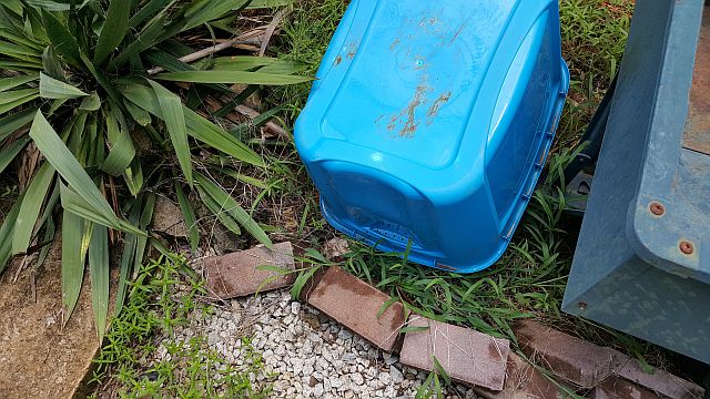 photo of good mosquito breeding habitat