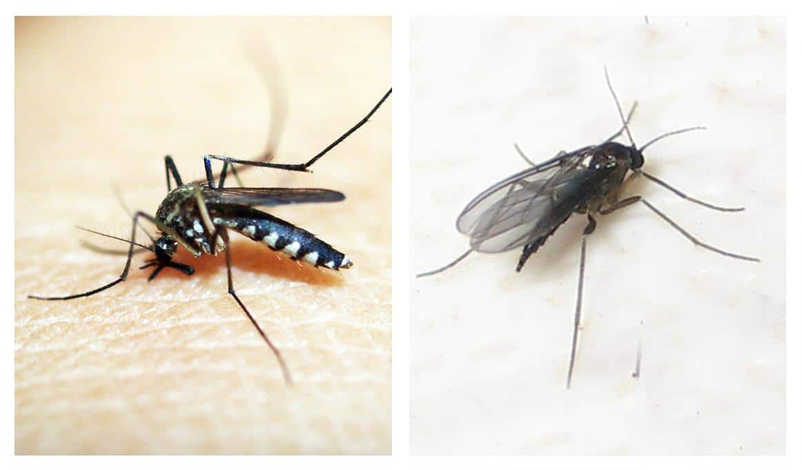 Mosquito vs. Gnat