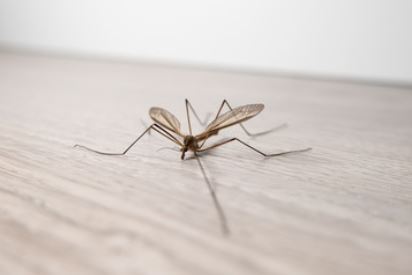 Mosquito Hawk